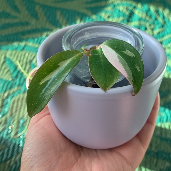 🪴Bundle of 3 mini planters - Picture 7 of 14